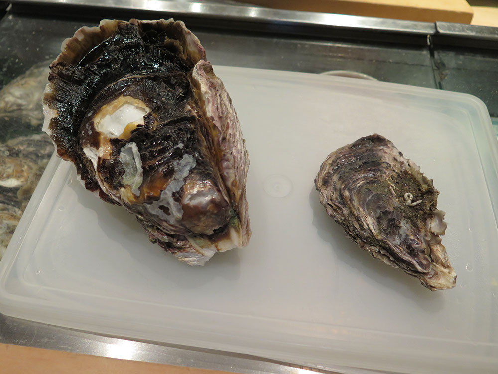 岩牡蠣(左)、マガキ(右)